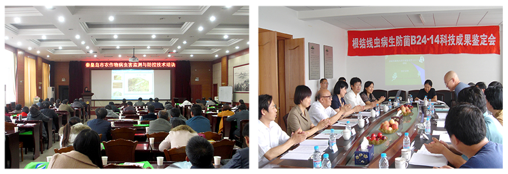 球盟会生物益根劲菌多糖解决黄瓜根结线虫问题 球盟会生物益根劲菌多糖解决黄瓜根结线虫问题