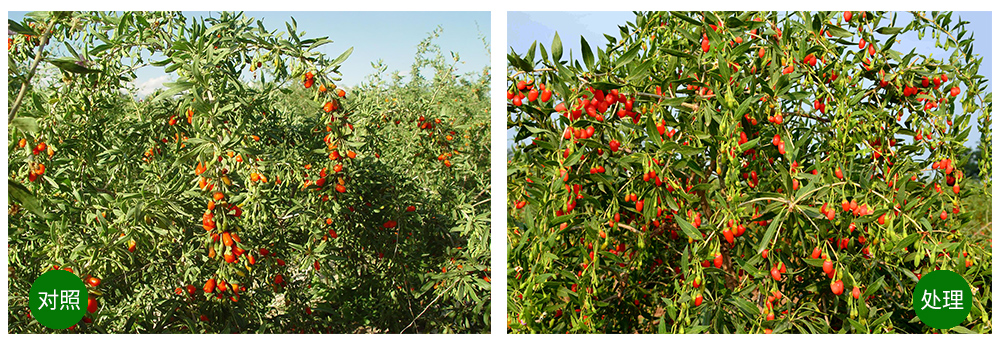 ���˻��������+���׼�+��ֲ�ᡱ�ù���������